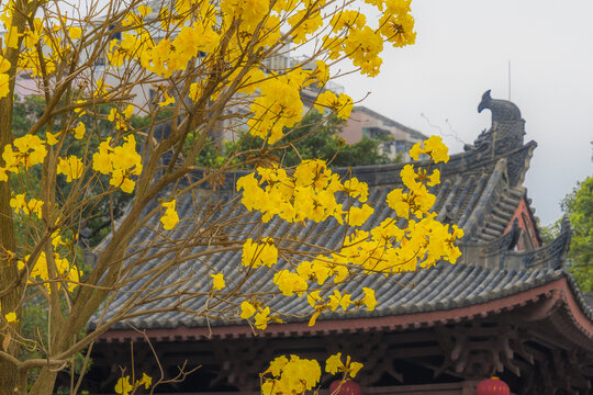 光孝寺内的黄花风铃木