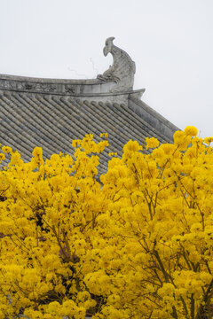 光孝寺内的黄花风铃木