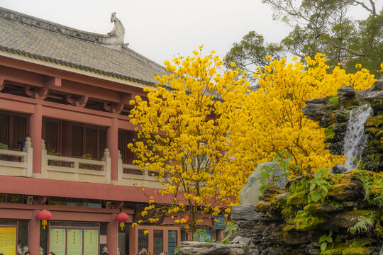 光孝寺内的黄花风铃木