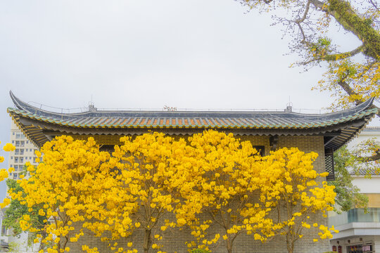 光孝寺内的黄花风铃木