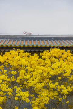 光孝寺内的黄花风铃木