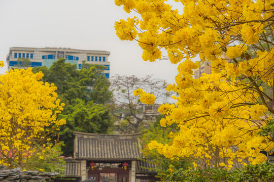 光孝寺内的黄花风铃木