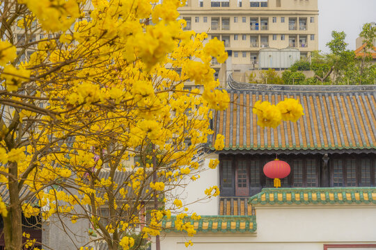 光孝寺内的黄花风铃木