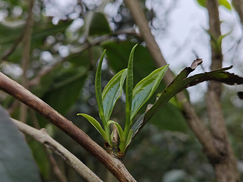 春茶芽