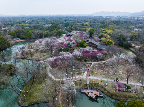 杭州西溪湿地梅花