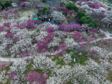 杭州西溪湿地梅花