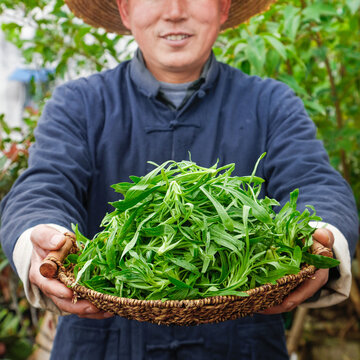 面条菜