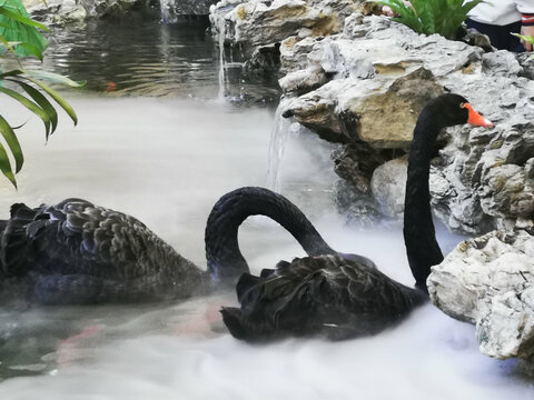 一对黑天鹅