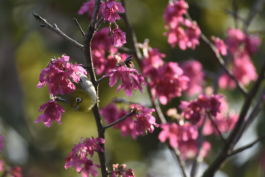 樱花与鸟