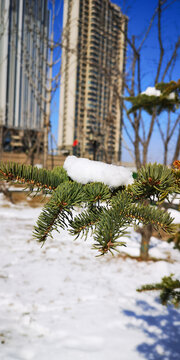 松树上的雪