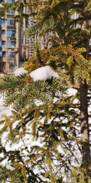 松树上的雪