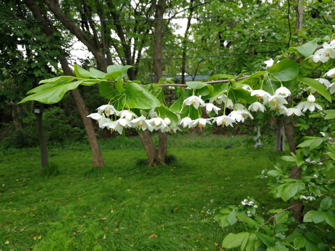 秤锤树