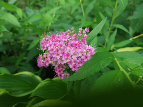 粉花绣线菊