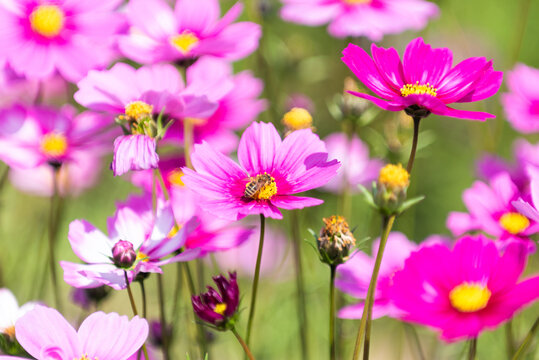 格桑花秋英