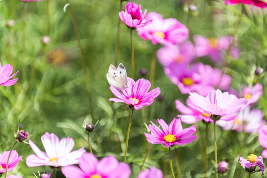 格桑花秋英蝴蝶