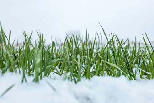 冬季麦田雪地麦苗