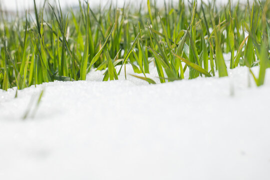 冬季麦田雪地麦苗