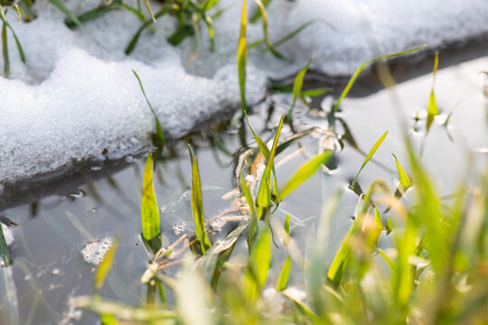 冬季小麦积雪融化