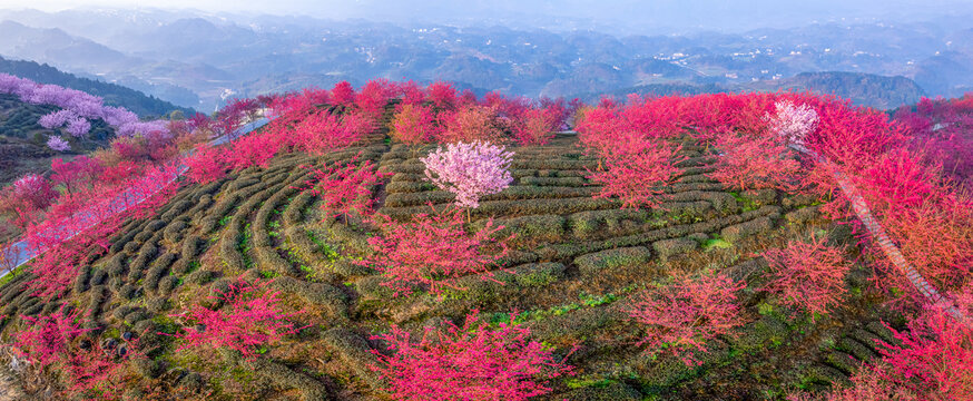 重庆市江津樱花园樱花盛开