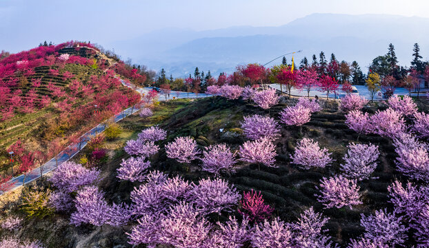 重庆市江津樱花园樱花盛开