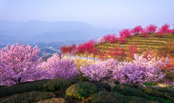 重庆市江津樱花园樱花盛开