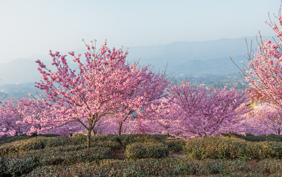 重庆市江津樱花园樱花盛开