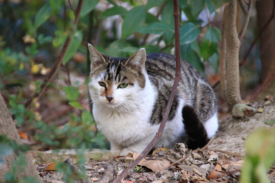 流浪三花猫