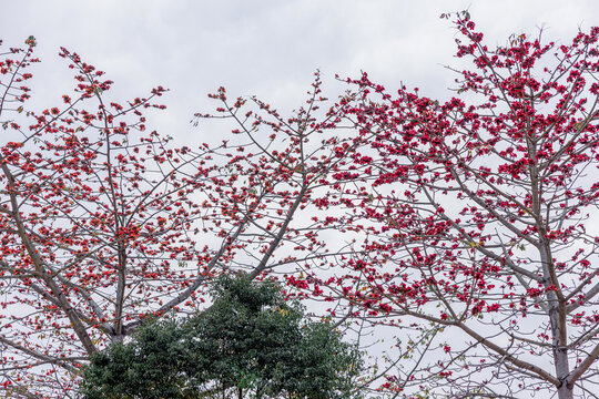 木棉花开