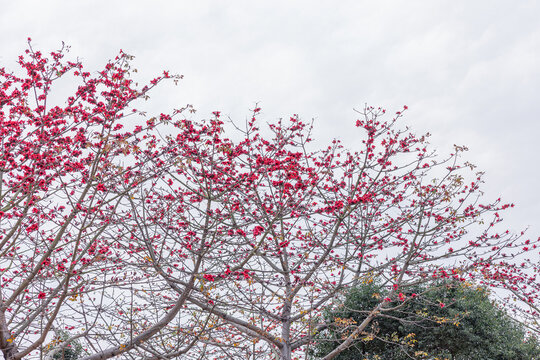 木棉花