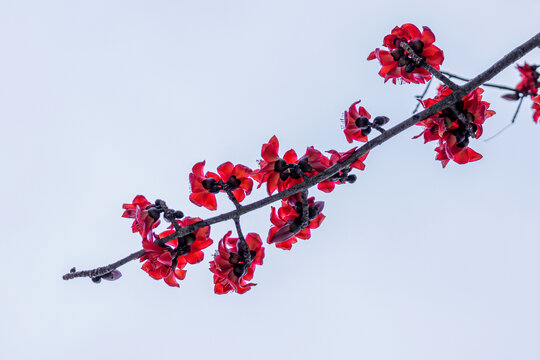 木棉花