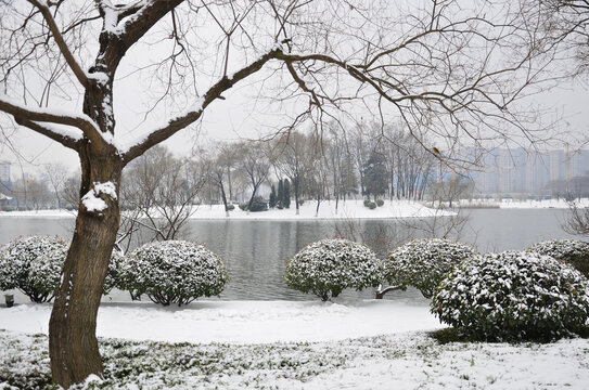 黄河公园雪景