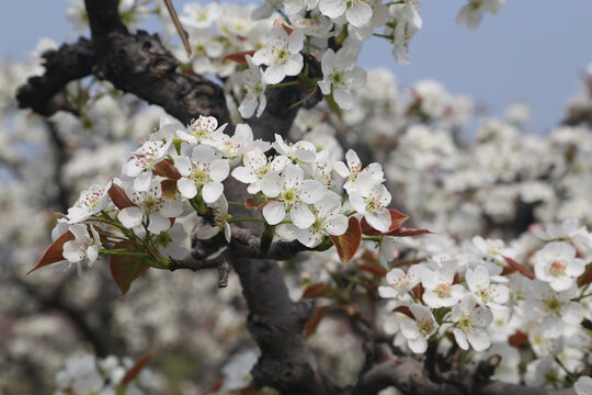 梨花盛开梨花林