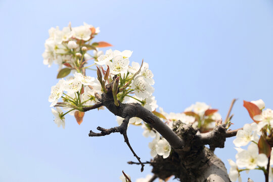 白色梨花特写春暖花开梨花树