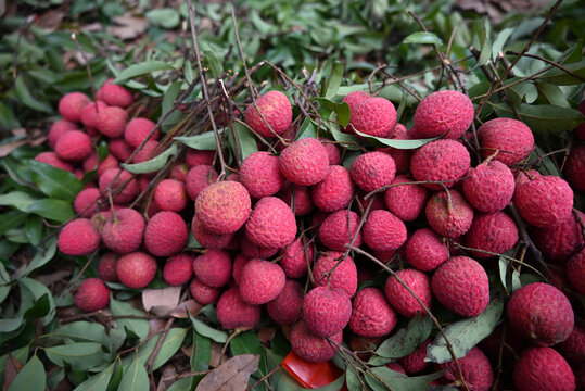 荔枝堆成小山