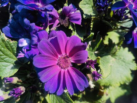 紫色瓜叶菊摄影