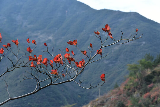 三峡之巅白帝城夔门瞿塘峡巫峡