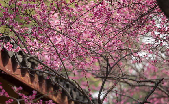 古瓦梅花