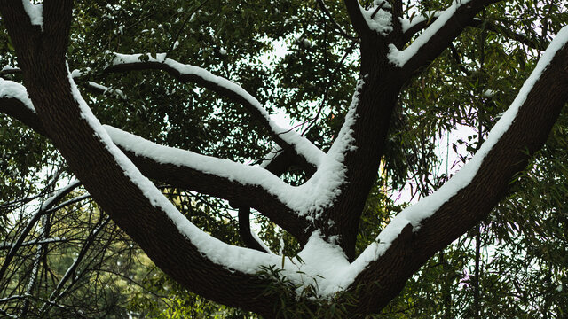 雪景