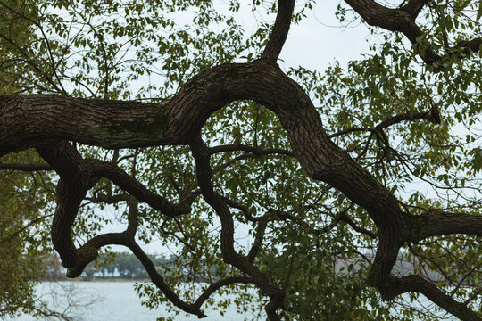 东湖的树