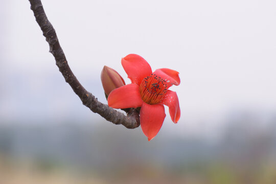 木棉花