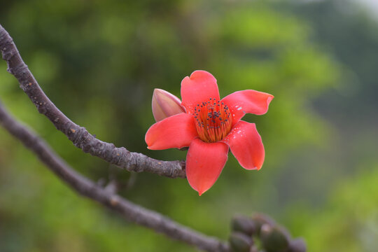 木棉花