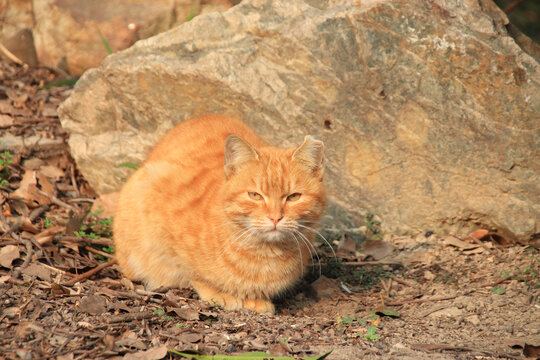 流浪橘猫