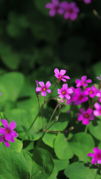 红花酢浆草