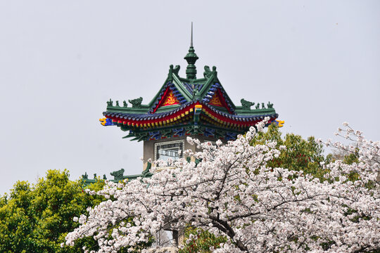 南京和平公园钟楼前盛开的樱花