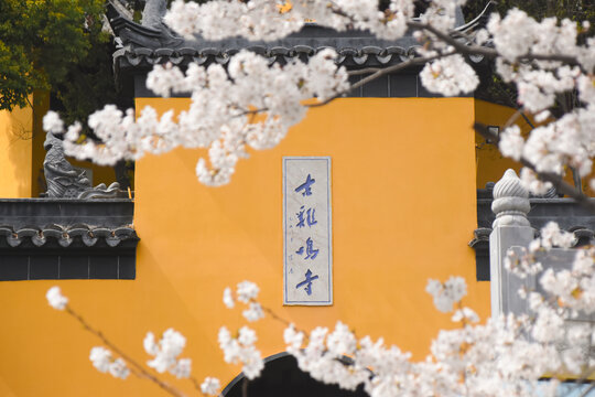 南京鸡鸣寺春天盛开的樱花