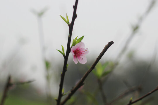 春天的粉色桃花