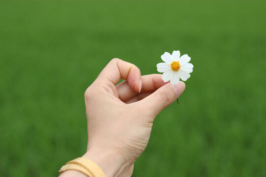 野菊花小雏菊