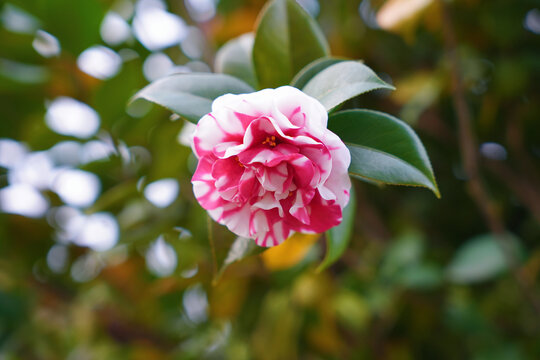 花露珍山茶花