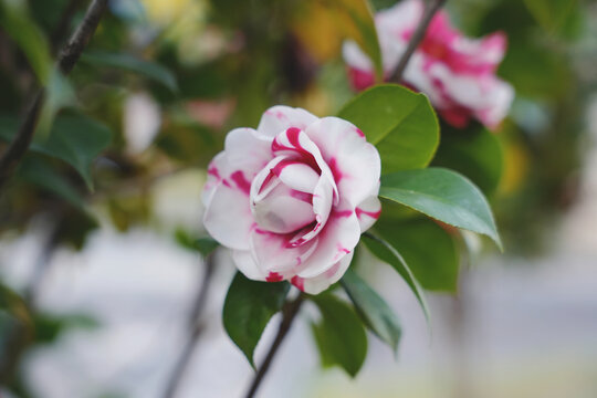 花露珍山茶花