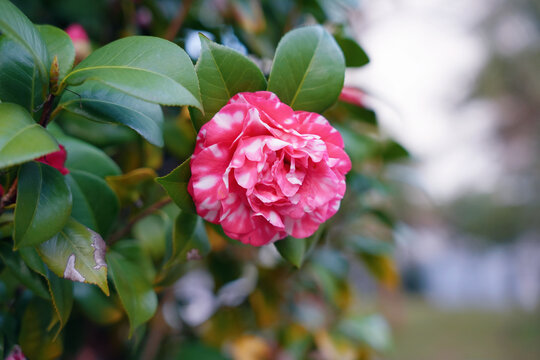 花露珍山茶花